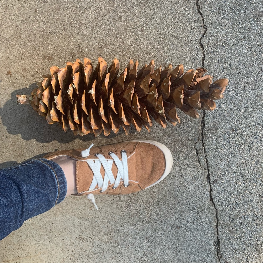 🌲GIANT pine cones🌲
